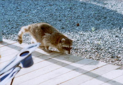 g4/22/470022/3/61191050.Critters1cooniePBase.jpg