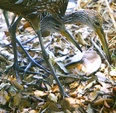 Mom & Dad_Limpkin checking me out