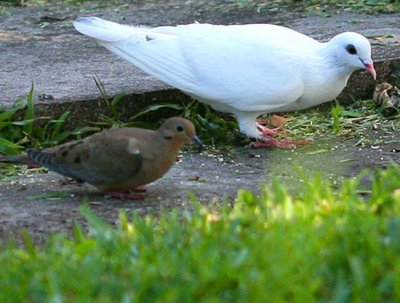 White Rock Dove & Turtle Dove Buddies ...