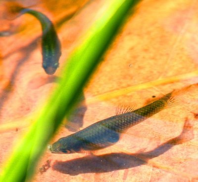 Two Little Guys swimming on a Sea Grape Leaf ..