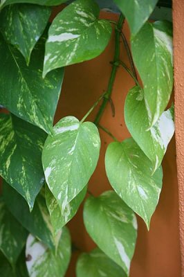 a cool Vine of Large Leaves growing on the Wall ...