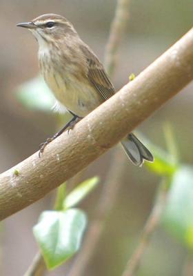 A Little Closer to the Palm Warbler