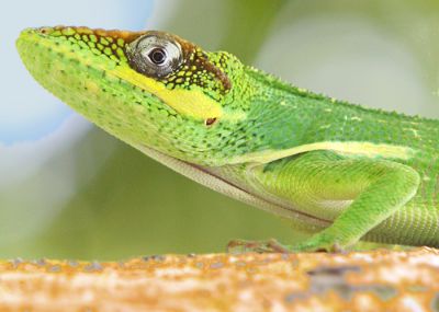 a Knight Anole 'hanging out' on my Ficus tree