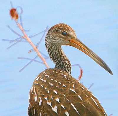 Mr. Limpkin checkin me out