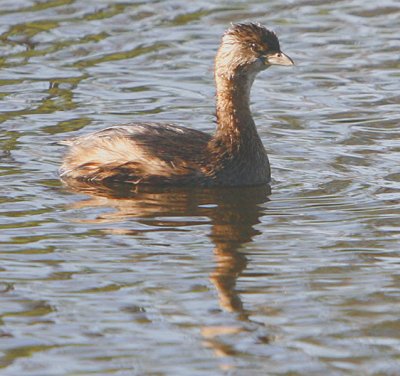 a very shy Pied-Billed Grebe - always keeps a distance of about 40 ft from me??
