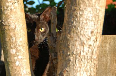 Morticia in the Tree