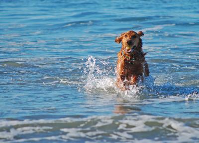 Chip gets himself in deep water.