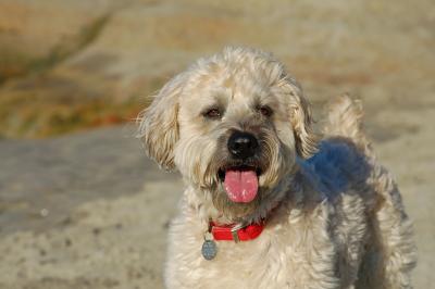 Some cute little dog that walked up and posed for me.