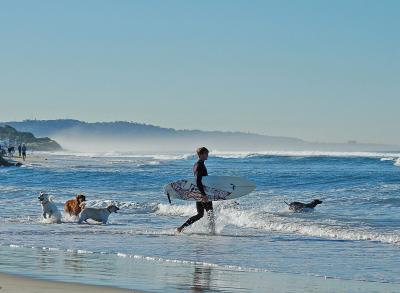 g4/22/484422/3/52543744.SurfDogs2.jpg