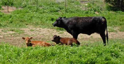 Cow Family