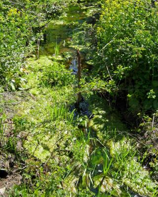 Small, Babbling Brook