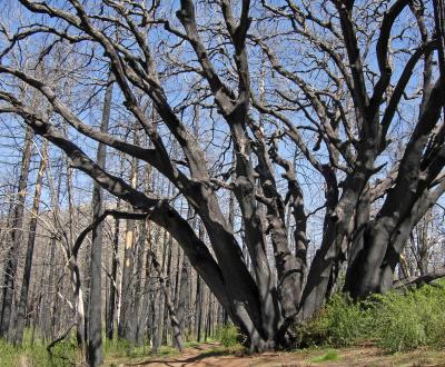 Great Burned Tree