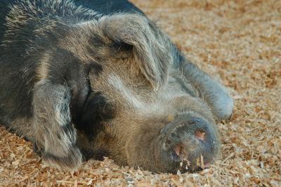 Super Pig