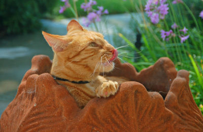 Mmmm Just Ate a Yummy Mouse