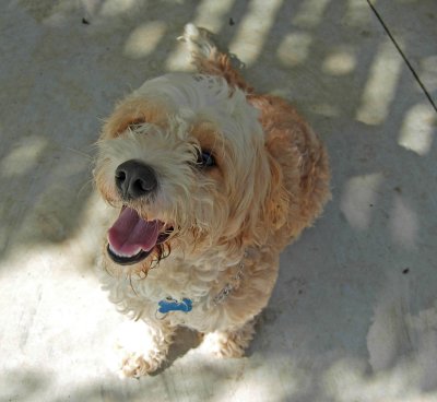 Charlie Again