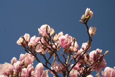 Frhlingsboten / a sign of spring 1