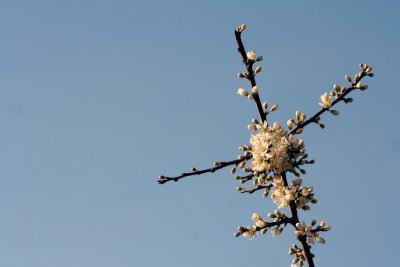 Frhlingsboten / a sign of spring 6