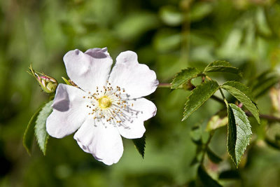 Dog Rose