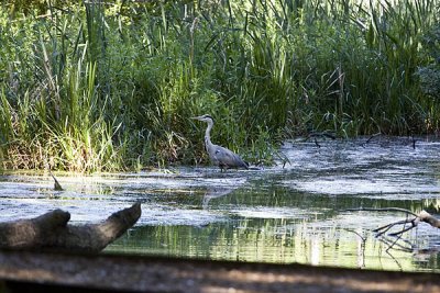 Heron
