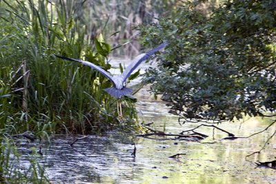 Heron