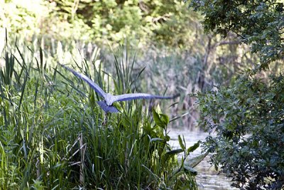 Heron