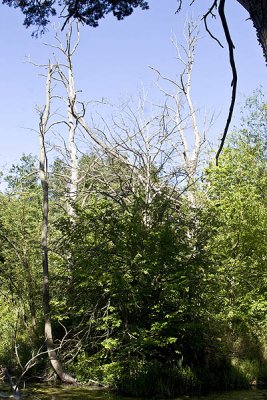Dead trees