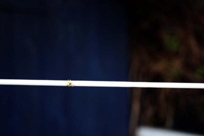 ON THE LINE