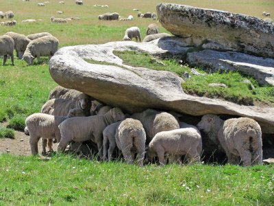 Sheep in the Shade (0323X)
