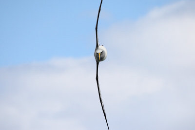 Bullers Albatross Flying Sideways (9793)