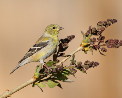 American Goldfinch (Female) (6514)