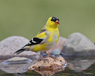 American Goldfinch (Male) (6855)
