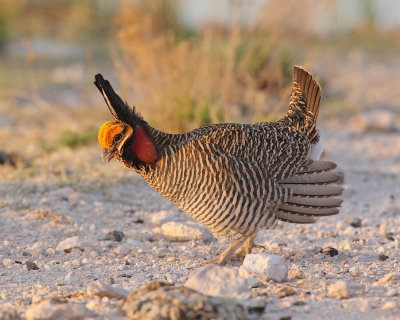 10th Annual Lesser Prairie Chicken Festival -- April 15-17, 2011