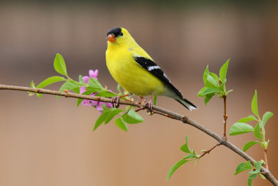 American Goldfinch (Male) (9451)