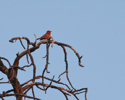 Hepatic Tanager (1827)