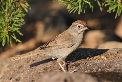 Rufous-crowned Sparrow (4272)
