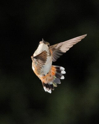 Birds -- August 2011