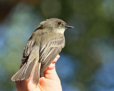 Eastern Phoebe (2968)