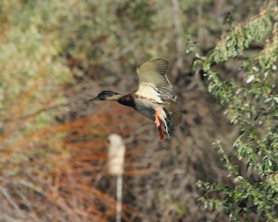 Mallard female coming in for a Landing (2811)