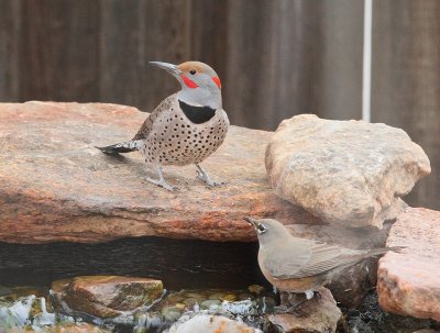 Northern Flicker, Intergrade (6400)