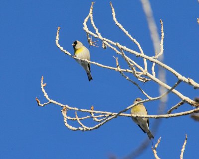 Lawrences Goldfinches (8057)