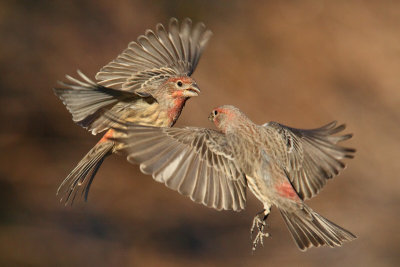 Los Alamos Photo Show Contenders 2012