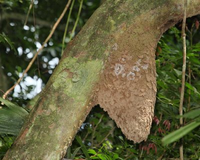 Another Termite Nest (1553)