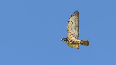 Broad-winged Hawk (juvenile) (0038)