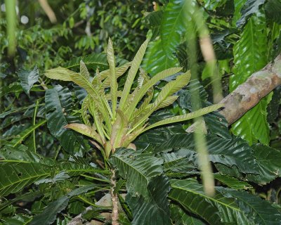 New Growth (1536)