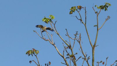 Yellow-headed Caracara Landing (0245)