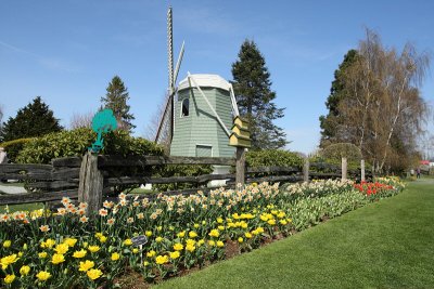 Tulip Festival