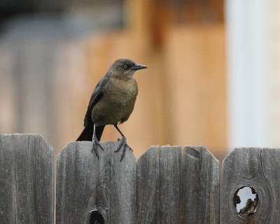 Great-tailed Grackle (Female) (6362)