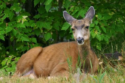 0798_RestingDeer.JPG