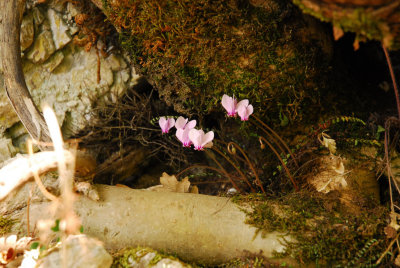 Shy cyclamen -  2011- by Pietrolucci R.
