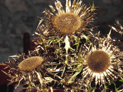 g4/22/506822/3/52495661.Carlina_a._L._painted_in_gold_2002.jpg